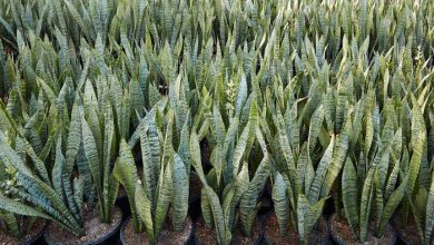 Sansevieria